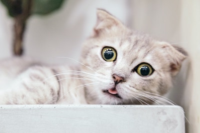 Surprised Cat